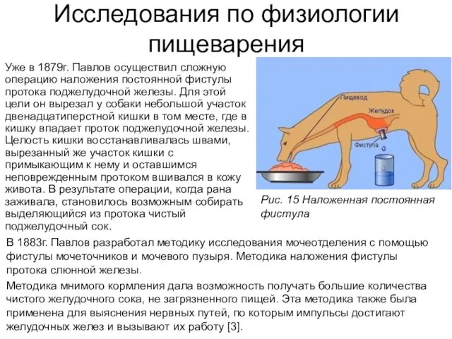 Исследования по физиологии пищеварения Уже в 1879г. Павлов осуществил сложную