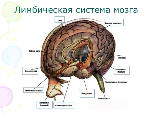 Лимбическая система мозга