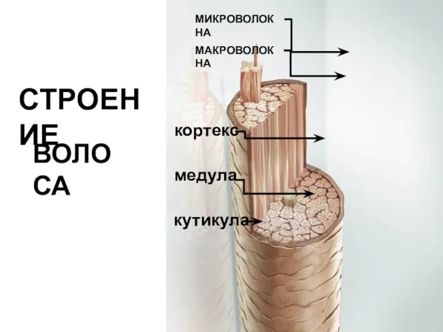 кутикула медула кортекс СТРОЕНИЕ ВОЛОСА МАКРОВОЛОКНА МИКРОВОЛОКНА