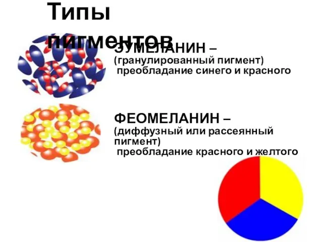 ЭУМЕЛАНИН – (гранулированный пигмент) преобладание синего и красного ФЕОМЕЛАНИН –