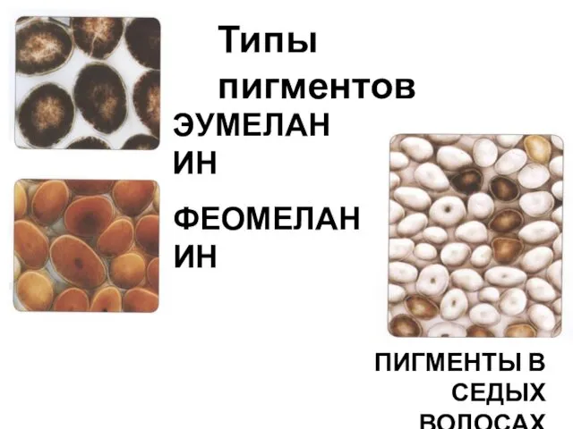 Типы пигментов ЭУМЕЛАНИН ФЕОМЕЛАНИН ПИГМЕНТЫ В СЕДЫХ ВОЛОСАХ