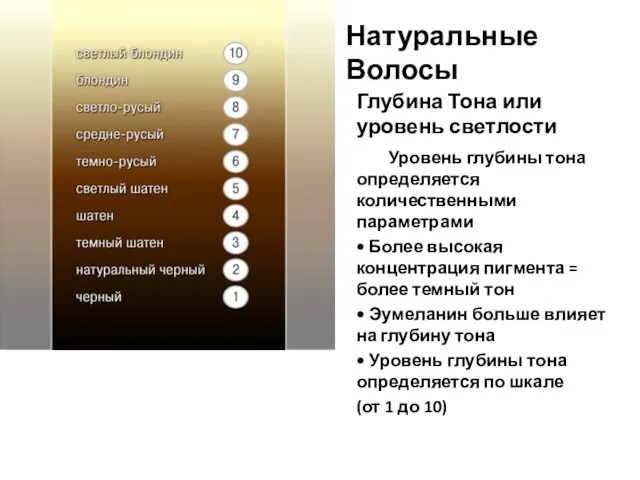 Натуральные Волосы Глубина Тона или уровень светлости Уровень глубины тона