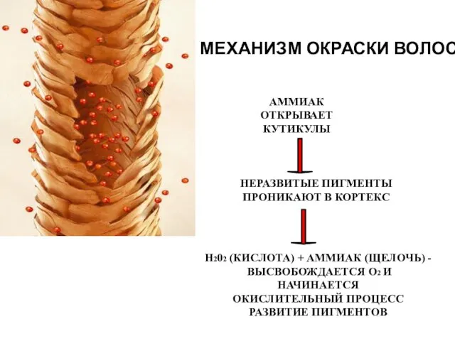 АММИАК ОТКРЫВАЕТ КУТИКУЛЫ НЕРАЗВИТЫЕ ПИГМЕНТЫ ПРОНИКАЮТ В КОРТЕКС МЕХАНИЗМ ОКРАСКИ