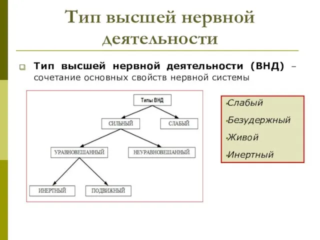 Тип высшей нервной деятельности Тип высшей нервной деятельности (ВНД) –