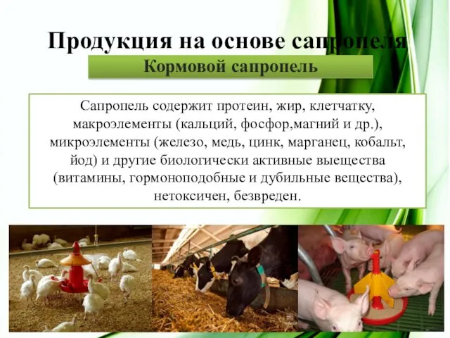 Продукция на основе сапропеля Сапропель содержит протеин, жир, клетчатку, макроэлементы