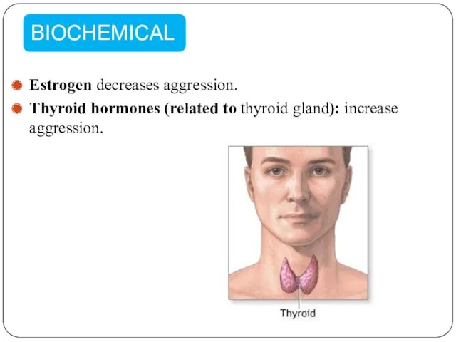 Estrogen decreases aggression. Thyroid hormones (related to thyroid gland): increase aggression.