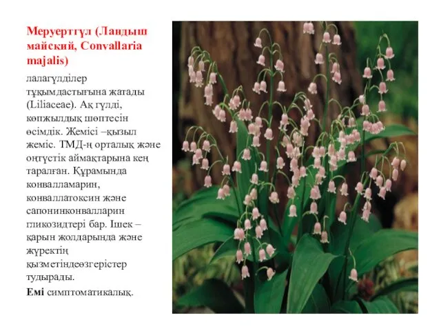 Меруертгүл (Ландыш майский, Convallaria majalis) лалагүлділер тұқымдастығына жатады (Liliaceae). Ақ