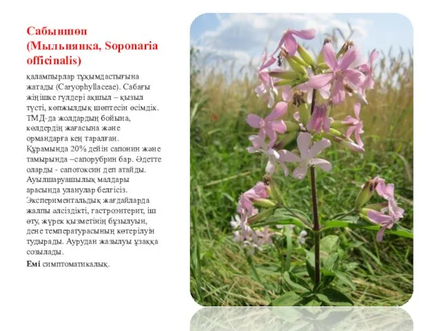 Сабыншөп (Мыльнянка, Soponaria officinalis) қалампырлар тұқымдастығына жатады (Сaryophyllaceae). Сабағы жіңішке