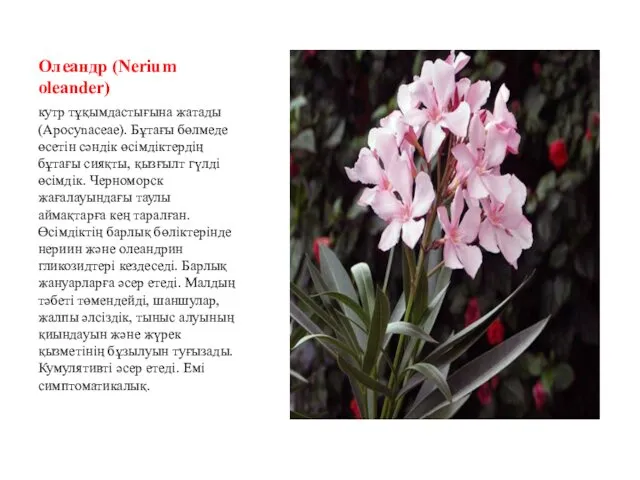 Олеандр (Nerium oleander) кутр тұқымдастығына жатады (Apocynaceae). Бұтағы бөлмеде өсетін