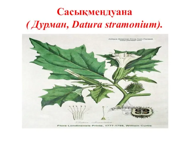 Сасықмеңдуана ( Дурман, Datura stramonium).