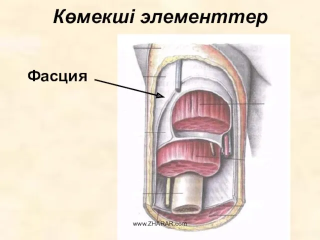 Көмекші элементтер Фасция www.ZHARAR.com