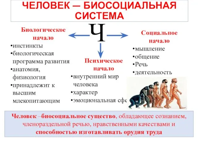 ЧЕЛОВЕК — БИОСОЦИАЛЬНАЯ СИСТЕМА Ч Биологическое начало инстинкты биологическая программа