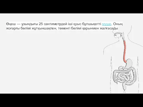 Өңеш — ұзындығы 25 сантиметрдей іші қуыс бұлшықетті мүше. Оның