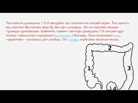 Тоқ ішектің ұзындығы 1,5-2 метрдей, аш ішектен екі еседей жуан.