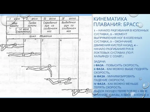 КИНЕМАТИКА ПЛАВАНИЯ: БРАСС 1 – НАЧАЛО РАЗГИБАНИЯ В КОЛЕННЫХ СУСТАВАХ;