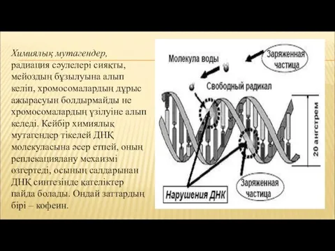 Химиялық мутагендер, радиация сәулелері сияқты, мейоздың бұзылуына алып келіп, хромосомалардың
