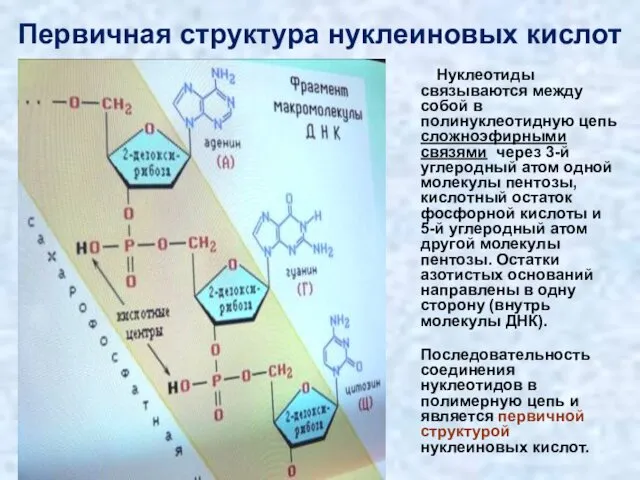 Первичная структура нуклеиновых кислот Нуклеотиды связываются между собой в полинуклеотидную