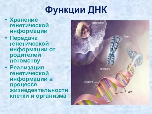 Функции ДНК Хранение генетической информации Передача генетической информации от родителей