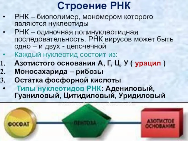 Строение РНК РНК – биополимер, мономером которого являются нуклеотиды РНК