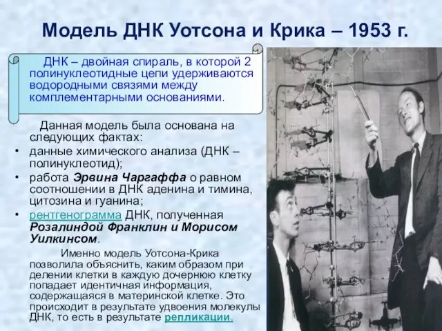 Модель ДНК Уотсона и Крика – 1953 г. ДНК –