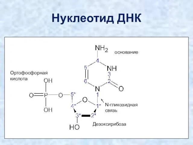 Нуклеотид ДНК Дезоксирибоза Ортофосфорная кислота основание N-гликозидная связь