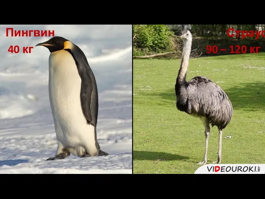 Пингвин Страус 40 кг 90 – 120 кг