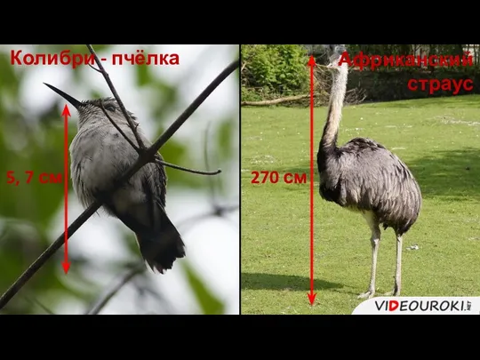 Колибри - пчёлка Африканский страус 5, 7 см 270 см
