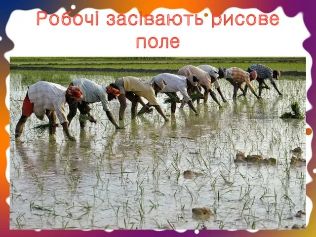 Робочі засівають рисове поле