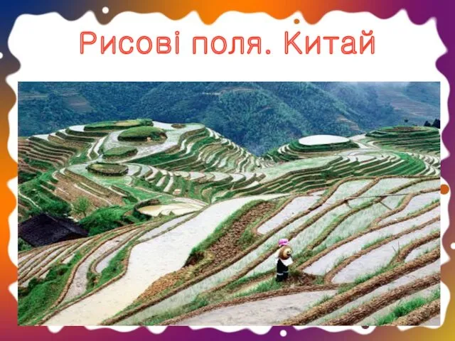 Рисові поля. Китай
