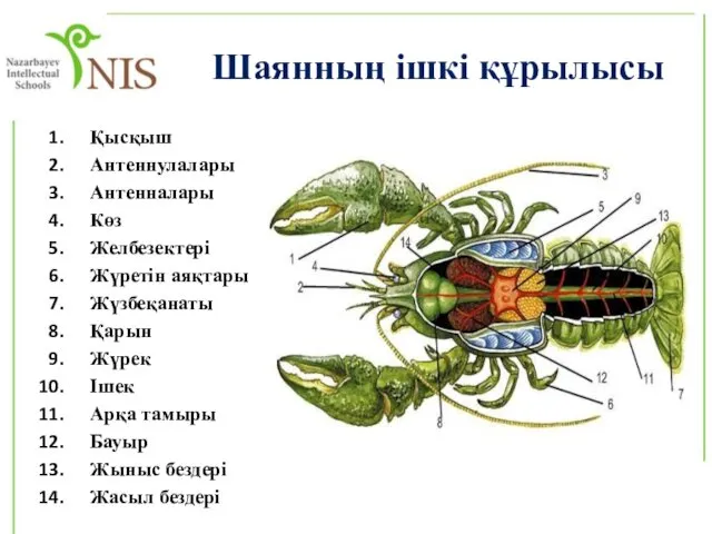 Қысқыш Антеннулалары Антенналары Көз Желбезектері Жүретін аяқтары Жүзбеқанаты Қарын Жүрек