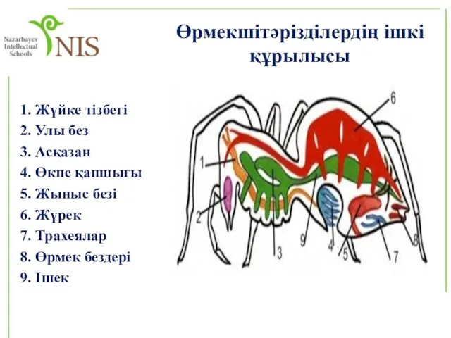 1. Жүйке тізбегі 2. Улы без 3. Асқазан 4. Өкпе