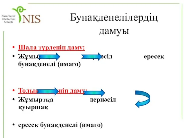 Бунақденелілердің дамуы Шала түрленіп даму: Жұмыртқа дернәсіл ересек бунақденелі (имаго)