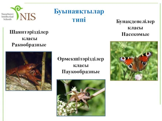 Буынаяқтылар типі Өрмекшітәрізділер класы Паукообразные Шаянтәрізділер класы Ракообразные Бунақденелілер класы Насекомые