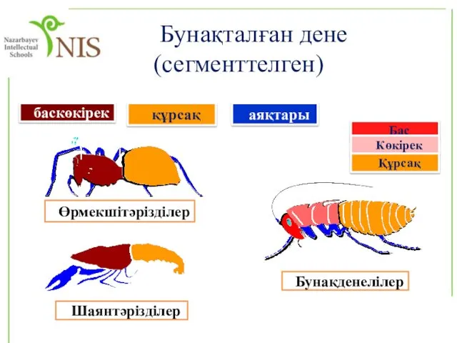 Бунақталған дене (сегменттелген) Бас құрсақ баскөкірек Көкірек Құрсақ Бунақденелілер Шаянтәрізділер Өрмекшітәрізділер аяқтары