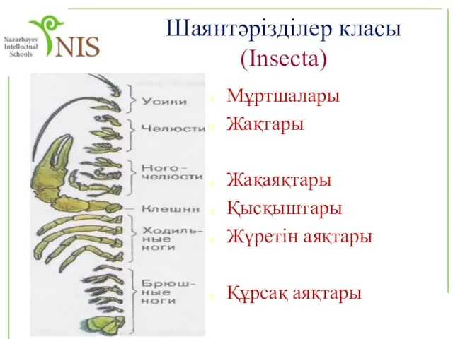Шаянтәрізділер класы (Insecta) Мұртшалары Жақтары Жақаяқтары Қысқыштары Жүретін аяқтары Құрсақ аяқтары
