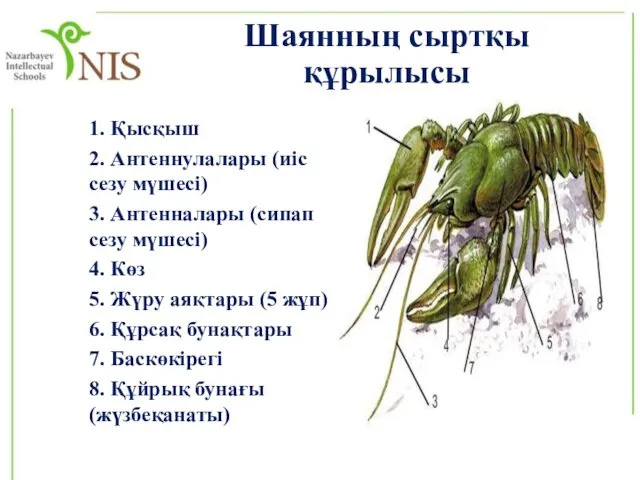 1. Қысқыш 2. Антеннулалары (иіс сезу мүшесі) 3. Антенналары (сипап