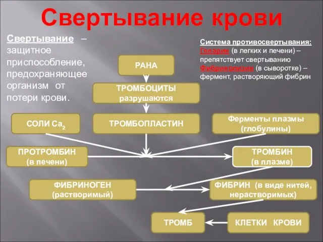 Свертывание крови Свертывание – защитное приспособление, предохраняющее организм от потери