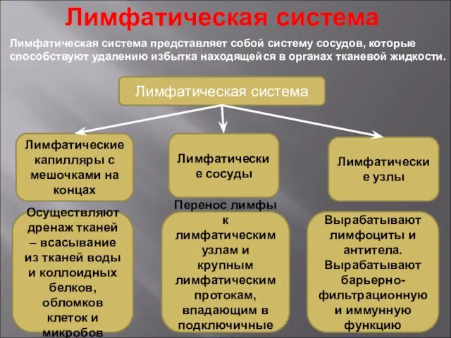 Лимфатическая система Лимфатическая система представляет собой систему сосудов, которые способствуют