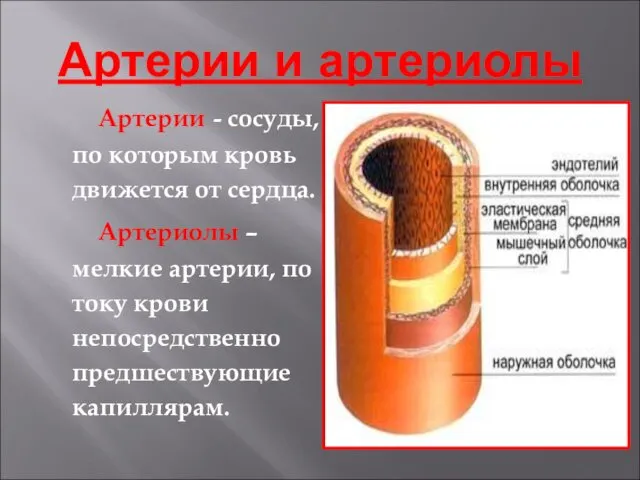 Артерии и артериолы Артерии - сосуды, по которым кровь движется