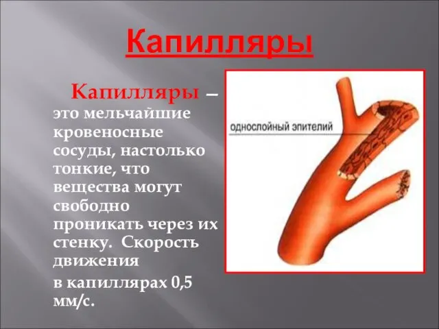 Капилляры Капилляры — это мельчайшие кровеносные сосуды, настолько тонкие, что