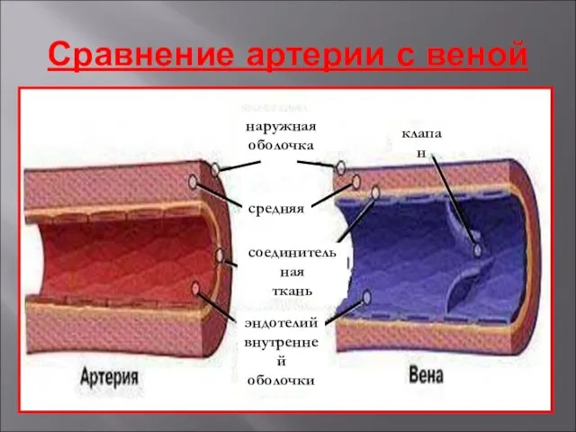 Сравнение артерии с веной