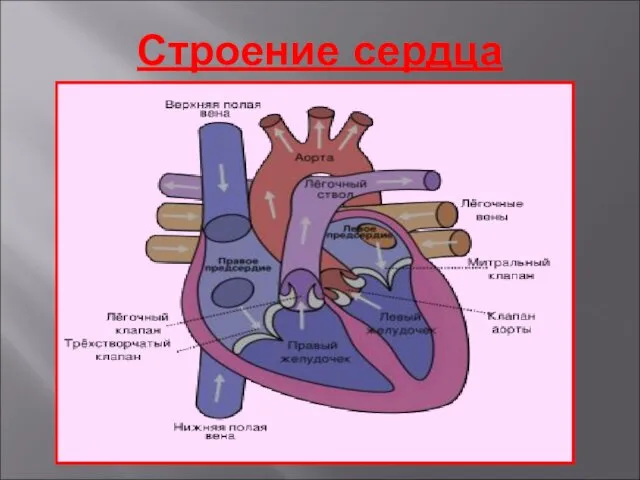 Строение сердца