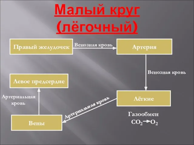 Малый круг (лёгочный) Левое предсердие