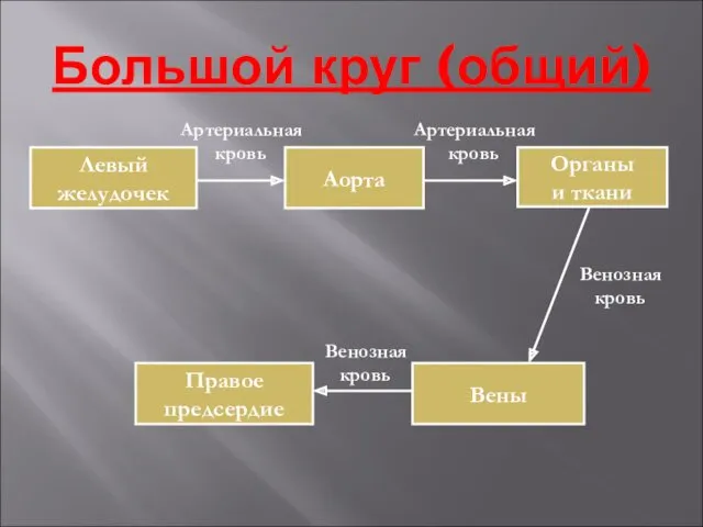 Большой круг (общий) Правое предсердие