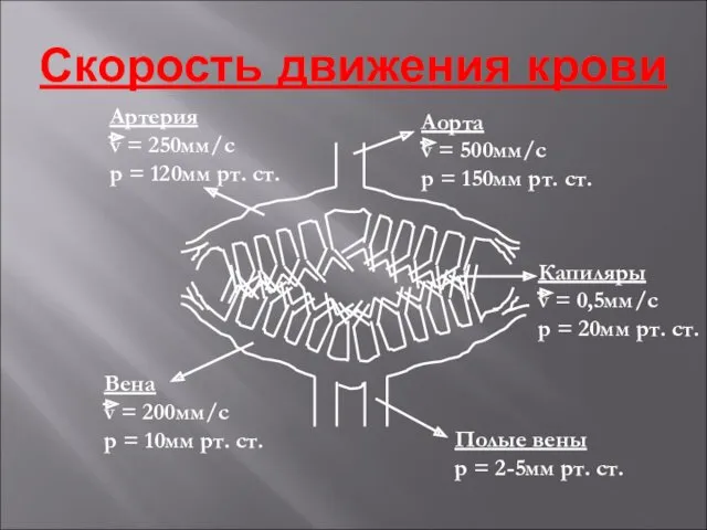 Скорость движения крови