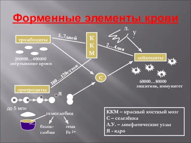 Форменные элементы крови Л. У. К К М ККМ –