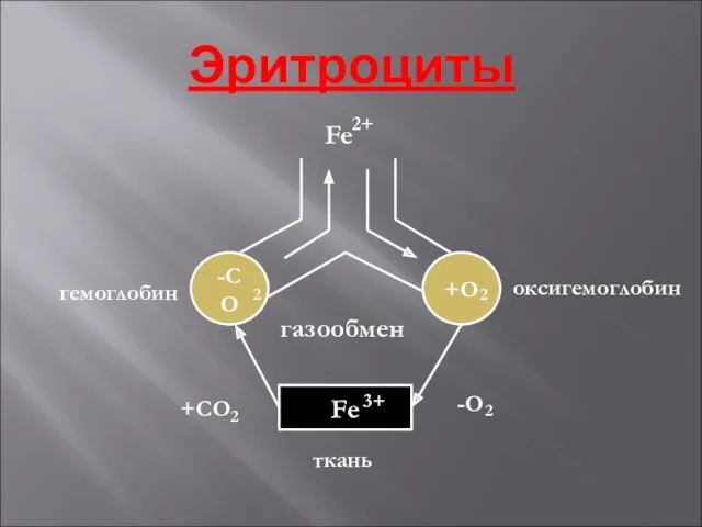 Эритроциты газообмен