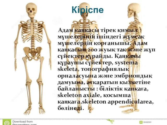 Кіріспе Адам қаңқасы тірек қимыл мүшелерінің ішіндегі жұмсақ мүшелердің қорғанышы.