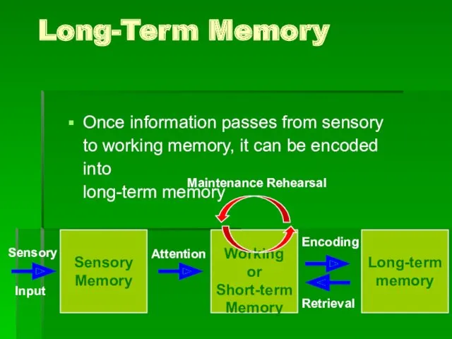 Long-Term Memory Once information passes from sensory to working memory,