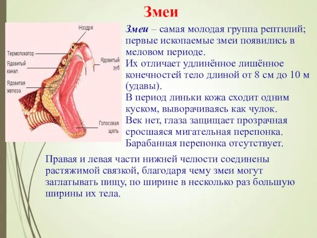 Змеи – самая молодая группа рептилий; первые ископаемые змеи появились